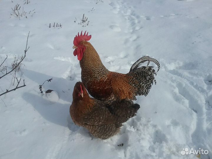 Билефельдер