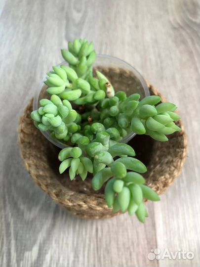 Суккуленты