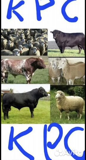 Быки,коровы, телки