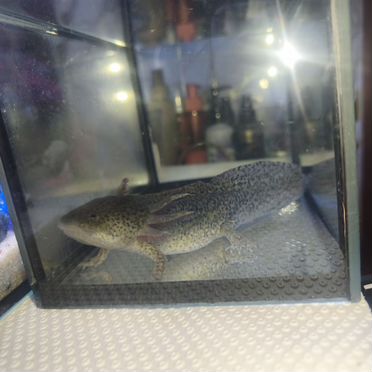 Аксолотль