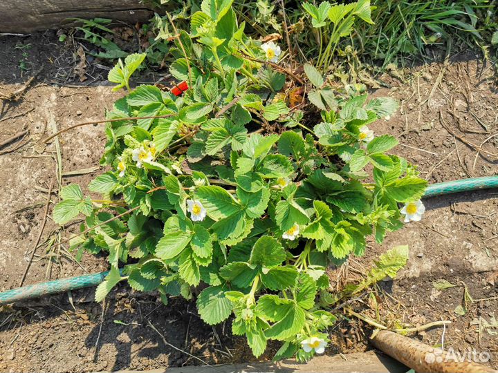 Рассада виктории