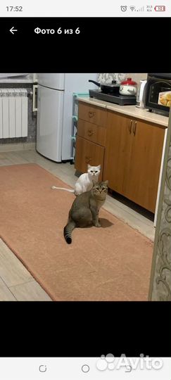 Серебристая шиншилла