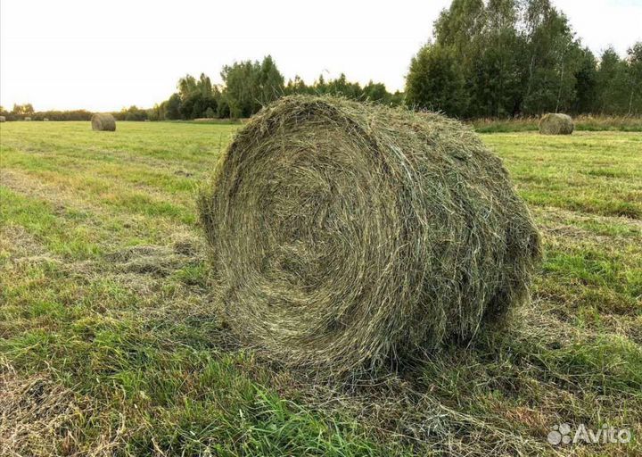Продам сено в рулонах