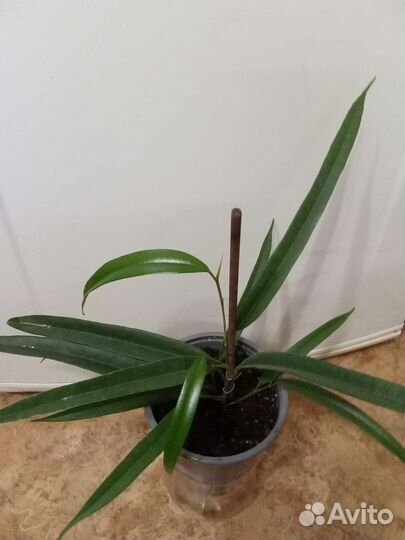 Комнатные растения цветы. Фикус Али