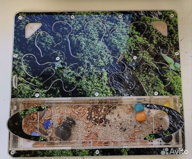 Муравьиная ферма с муравьями