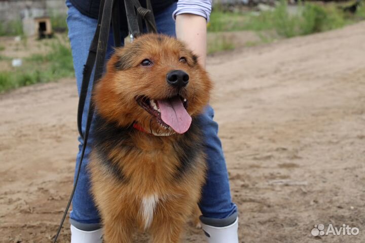 Пёс бородуля