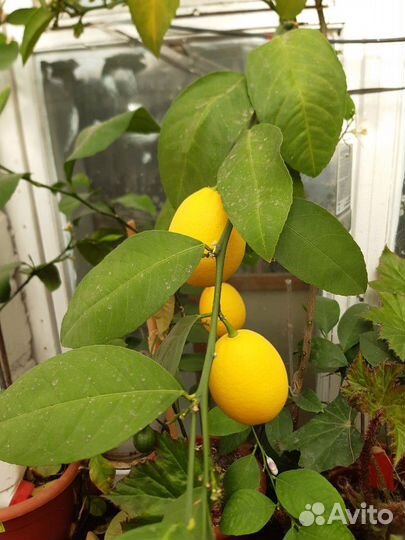 Лимон Мейера