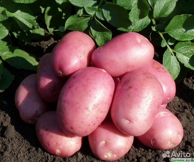 Семенной картофель Фламинго