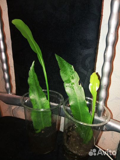 Эпифиллум (лесной кактус) белые цветы и