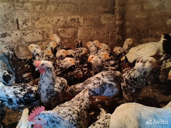 Куры петушки 3мес Орловская