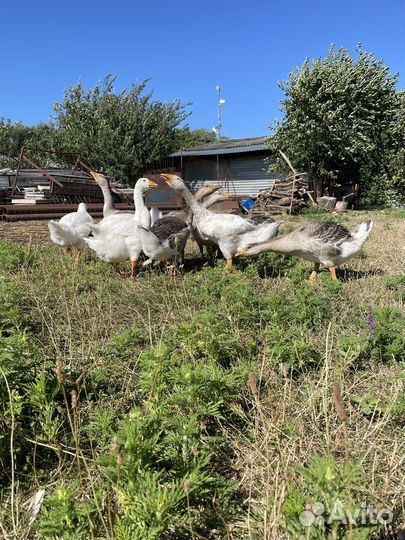 Гусь домашние