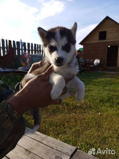 Собаки хаски щенки