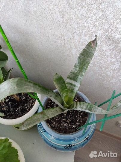 Цветок Эхмея