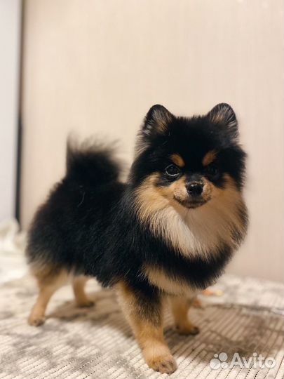 Стрижка собак и кошек, груминг