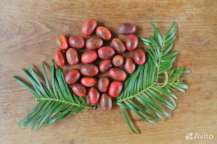 Головчатотисс Харрингтона/Форчуна, семена