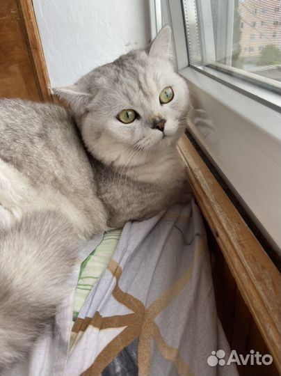 Шотландский кот на вязку