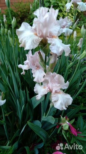 Ирисы сортовые