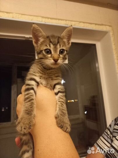 Котик в дар бесплатно