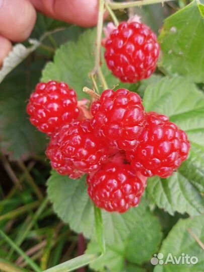 Ежемалина и ежевика и малина