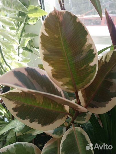 Фикус эластика тинеке