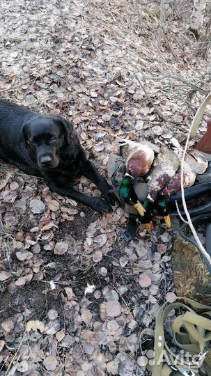 Щенки лабродора, с документами