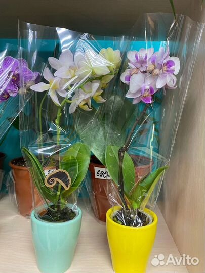 Мини орхидеи в горшке