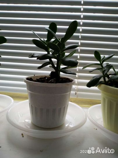 Денежное дерево