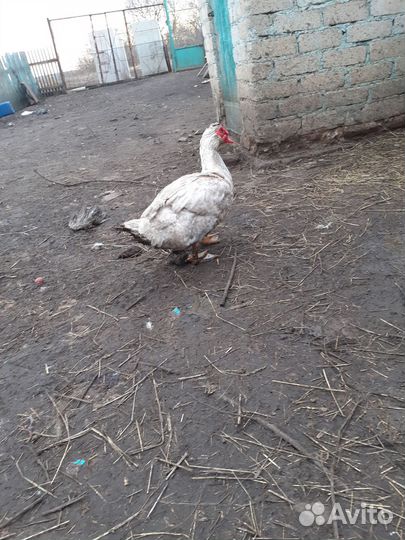 Индоутки,семья