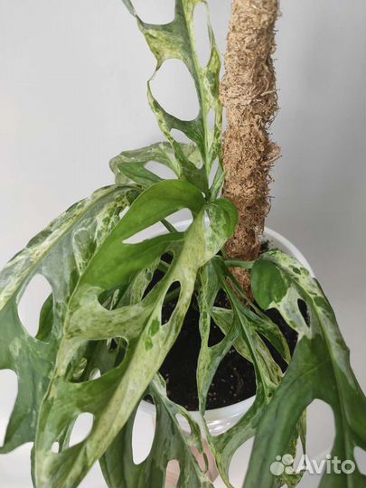 Монстера вариегатная Адансона