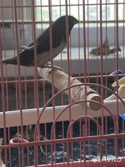 Японская чешуйчатая амадина 2 самца и самка