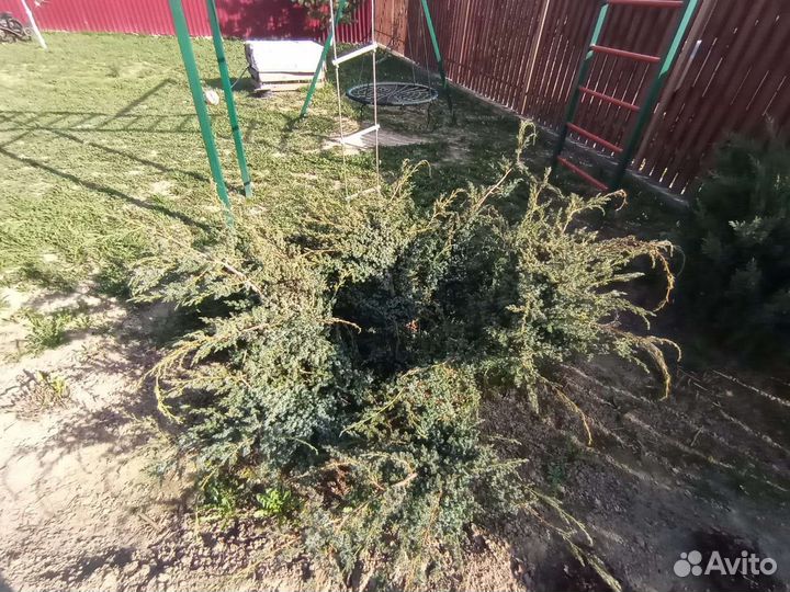 Туя и можевельник