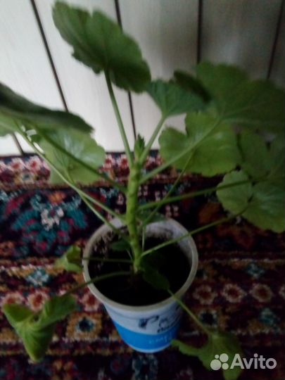 Герань розебудная