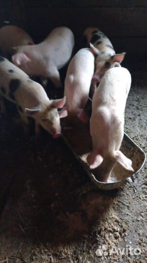 Поросенок ландрас