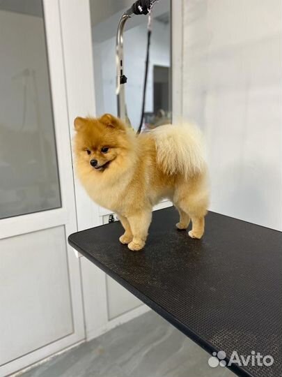 Померанский шпиц вязка