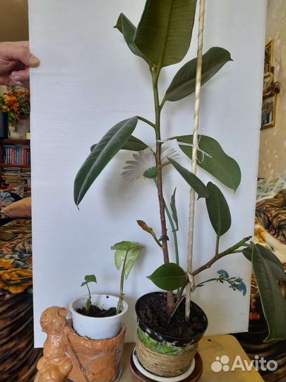 Черенки колиусов герани бальзамина 50р комн растен