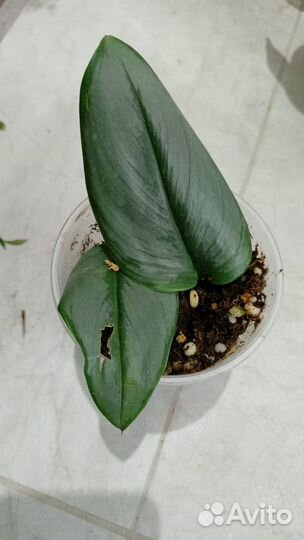 Филодендрон, сциндапсус, эпипремнум