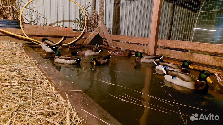 Тульский Селезень