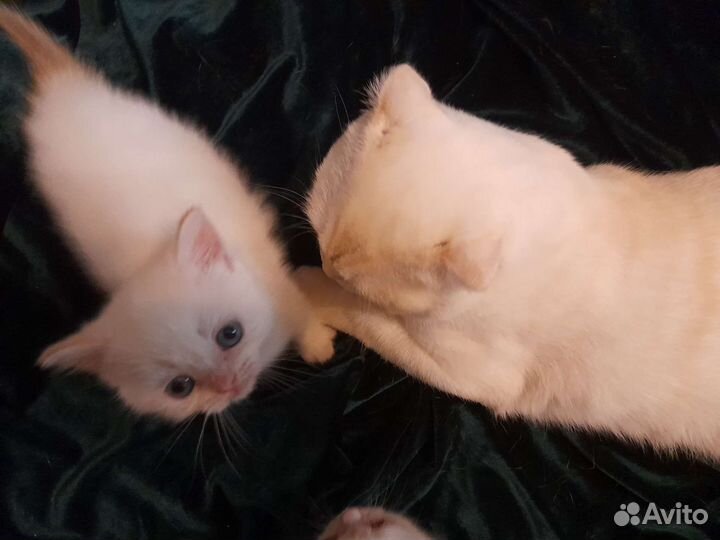 Шотландские котята