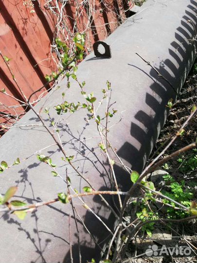 Цистерна для дачи