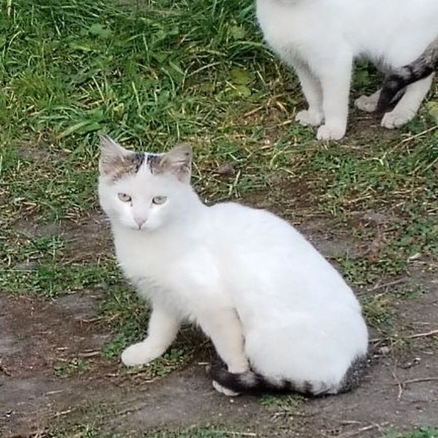 Үлкен сиськи порнографиялық фотосуреттер