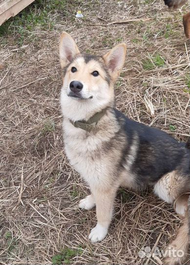 Щенок подросток в добрые руки