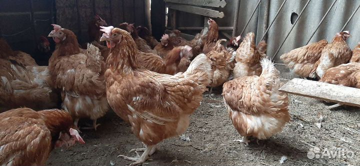 Куры несушки молодые