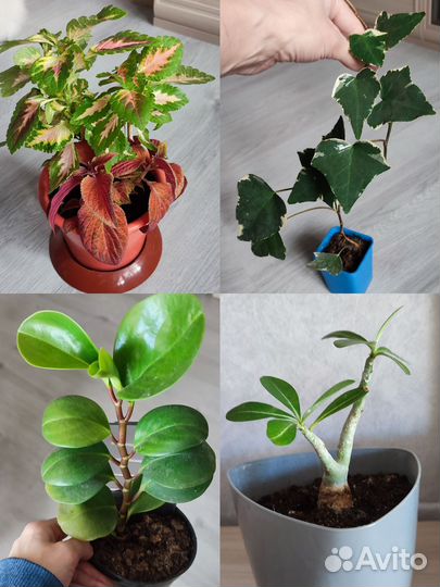 Комнатные цветы