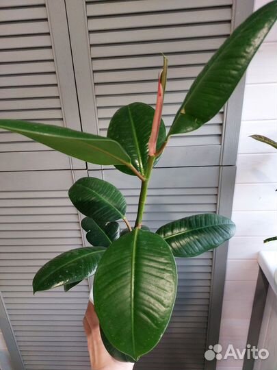 Фикус каучуконосный