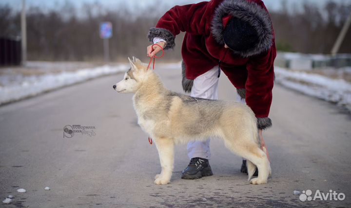 Мальчик хаски из питомника