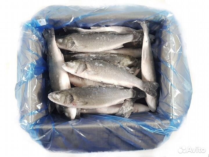 Дорадо/Сибас