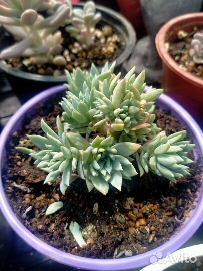 Суккуленты