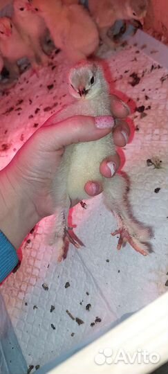 Куры брама семьи инк.яйцо