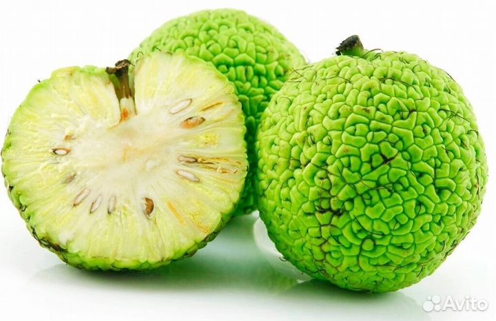 Маклюра адамово яблоко