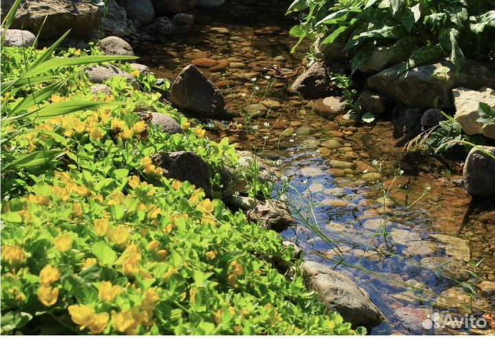 Вербейник монетчатый, флокс, арабис